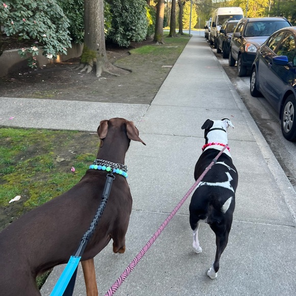 Handcrafted Beaded Dog Collar - Luna - Teal and Green Collar - Picture 7 of 16